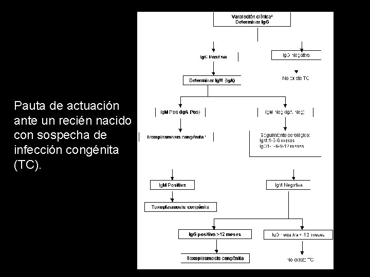 Pauta de actuación ante un recién nacido con sospecha de infección congénita (TC). 
