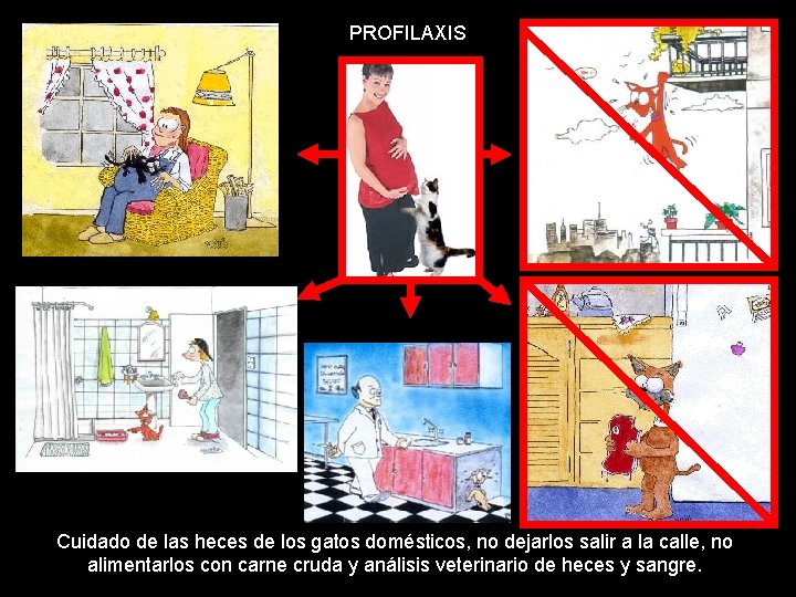 PROFILAXIS Cuidado de las heces de los gatos domésticos, no dejarlos salir a la