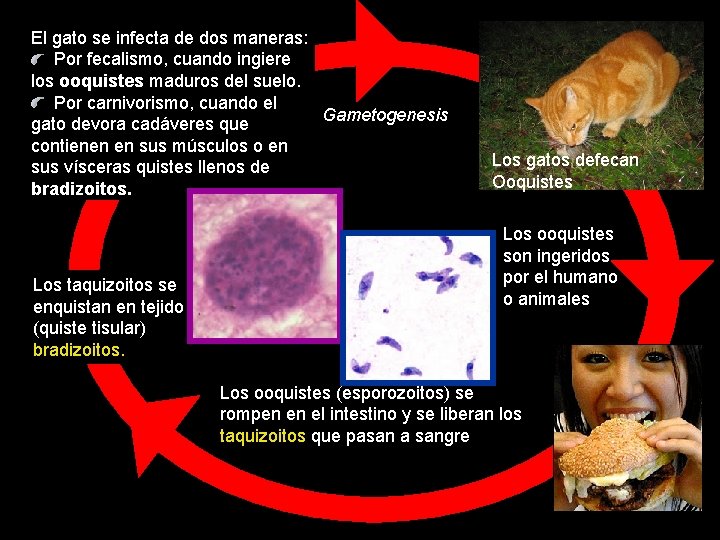 El gato se infecta de dos maneras: Por fecalismo, cuando ingiere los ooquistes maduros