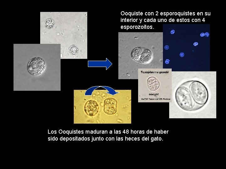 Ooquiste con 2 esporoquistes en su interior y cada uno de estos con 4