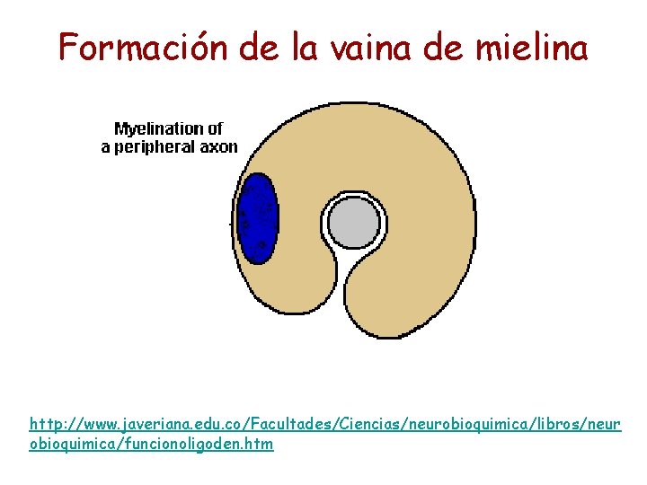 Formación de la vaina de mielina http: //www. javeriana. edu. co/Facultades/Ciencias/neurobioquimica/libros/neur obioquimica/funcionoligoden. htm 