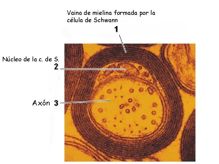 Vaina de mielina formada por la célula de Schwann Núcleo de la c. de