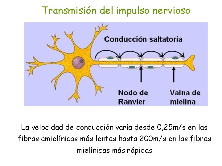 Transmisión del impulso nervioso La velocidad de conducción varía desde 0, 25 m/s en