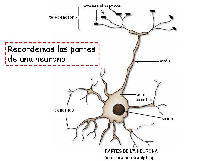 Recordemos las partes de una neurona 