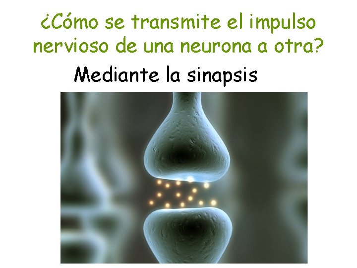 ¿Cómo se transmite el impulso nervioso de una neurona a otra? Mediante la sinapsis