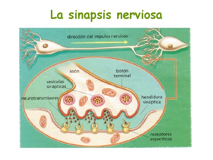 La sinapsis nerviosa 