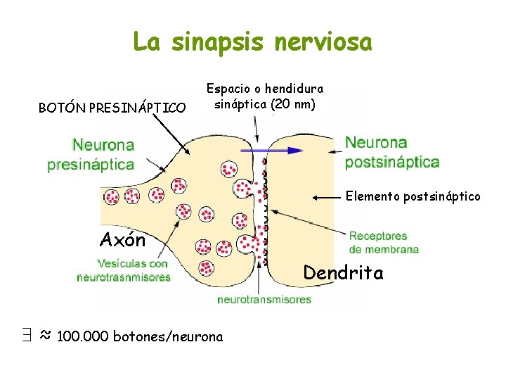 La sinapsis nerviosa BOTÓN PRESINÁPTICO Espacio o hendidura sináptica (20 nm) Elemento postsináptico Axón