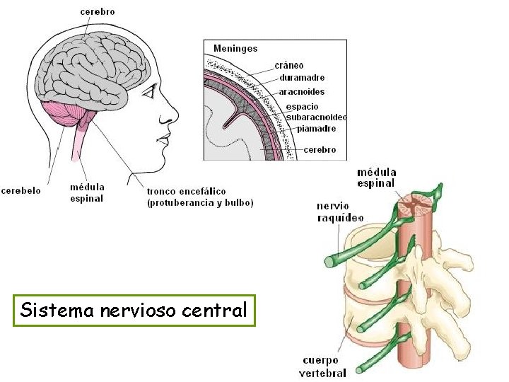 Sistema nervioso central 
