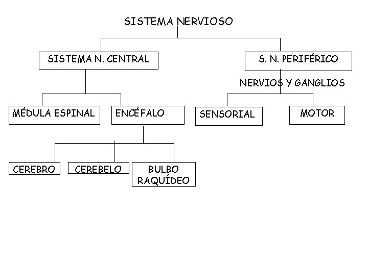 SISTEMA NERVIOSO SISTEMA N. CENTRAL S. N. PERIFÉRICO NERVIOS Y GANGLIOS MÉDULA ESPINAL CEREBRO