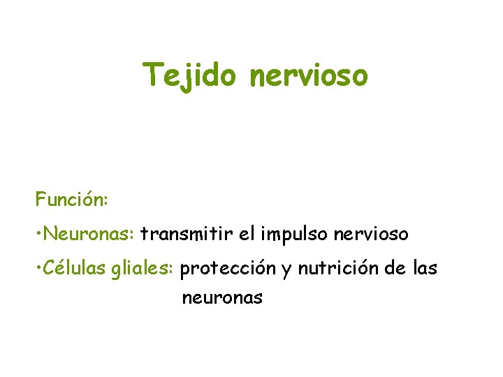 Tejido nervioso Función: • Neuronas: transmitir el impulso nervioso • Células gliales: protección y