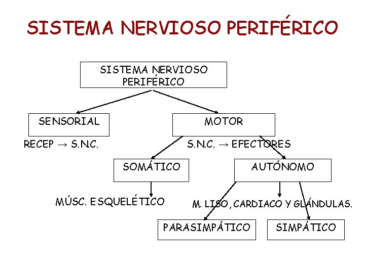 SISTEMA NERVIOSO PERIFÉRICO SENSORIAL MOTOR RECEP → S. N. C. → EFECTORES SOMÁTICO MÚSC.