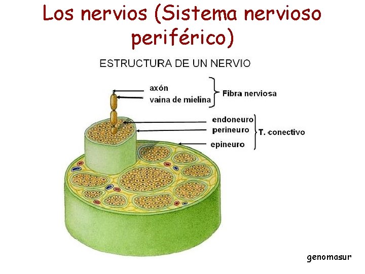 Los nervios (Sistema nervioso periférico) genomasur 