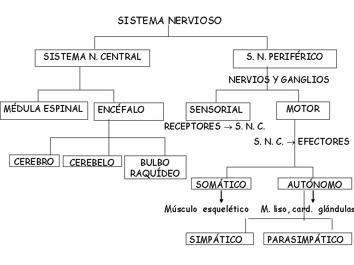 SISTEMA NERVIOSO SISTEMA N. CENTRAL S. N. PERIFÉRICO NERVIOS Y GANGLIOS MÉDULA ESPINAL ENCÉFALO