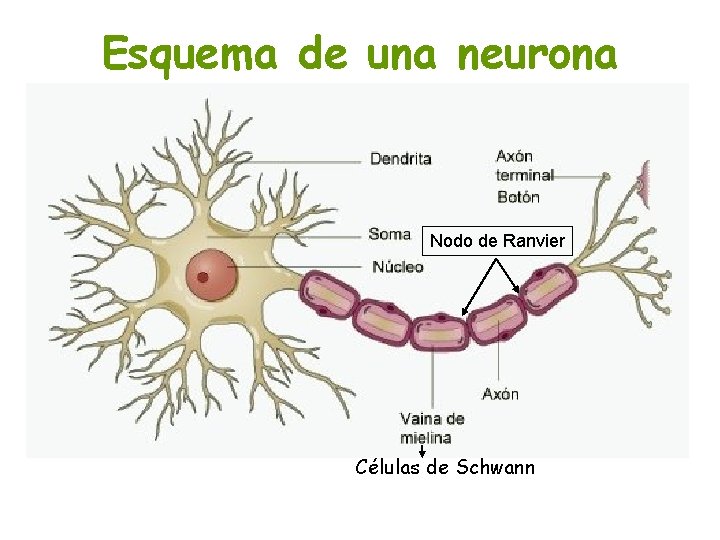 Esquema de una neurona Nodo de Ranvier Células de Schwann 