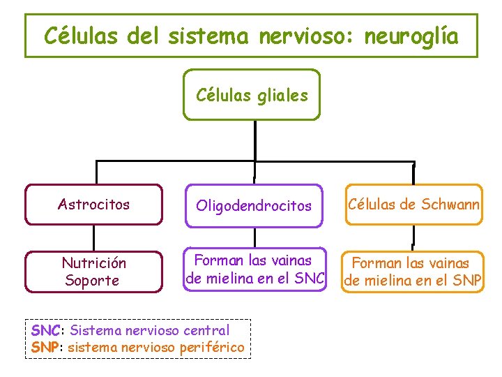 Células del sistema nervioso: neuroglía Células gliales Astrocitos Oligodendrocitos Células de Schwann Nutrición Soporte