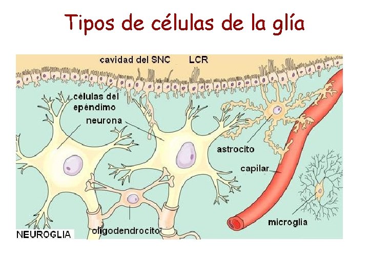 Tipos de células de la glía 