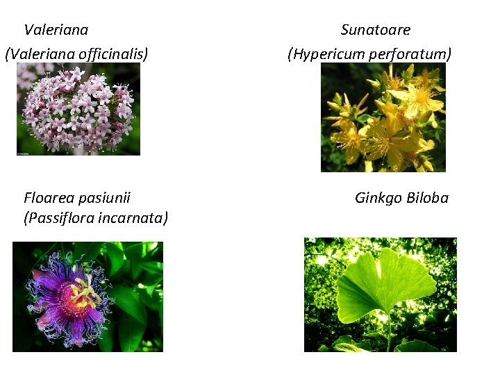 Valeriana (Valeriana officinalis) Floarea pasiunii (Passiflora incarnata) Sunatoare (Hypericum perforatum) Ginkgo Biloba 