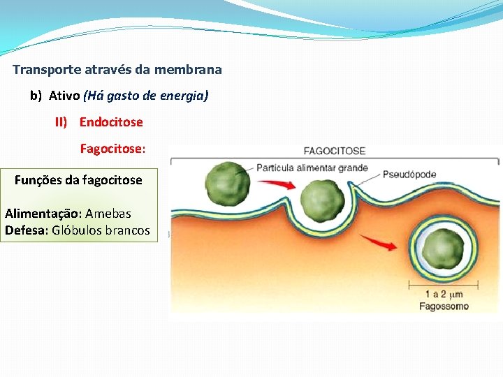 Transporte através da membrana b) Ativo (Há gasto de energia) II) Endocitose Fagocitose: Funções