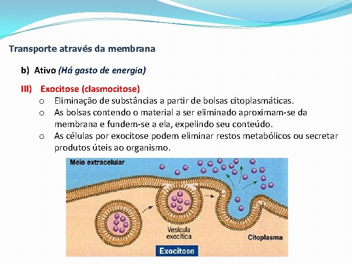 Transporte através da membrana b) Ativo (Há gasto de energia) III) Exocitose (clasmocitose) o