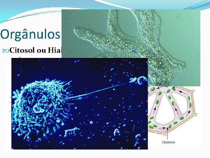 Orgânulos do Citoplasma Citosol ou Hialoplasma. Água + Proteínas + Inclusões Ciclose 