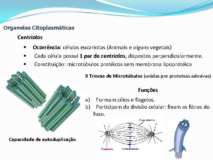 Organelas Citoplasmáticas Centríolos § § § Ocorrência: células eucariotas (Animais e alguns vegetais) Cada