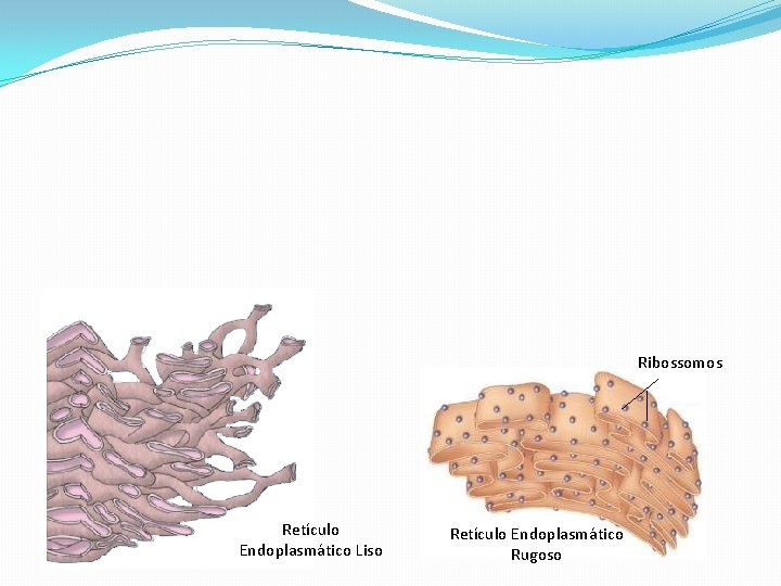 Ribossomos Retículo Endoplasmático Liso Retículo Endoplasmático Rugoso 