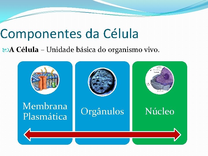 Componentes da Célula A Célula – Unidade básica do organismo vivo. Membrana Plasmática Orgânulos