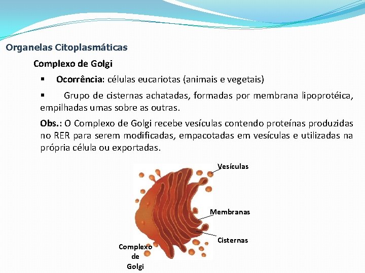 Organelas Citoplasmáticas Complexo de Golgi § Ocorrência: células eucariotas (animais e vegetais) § Grupo