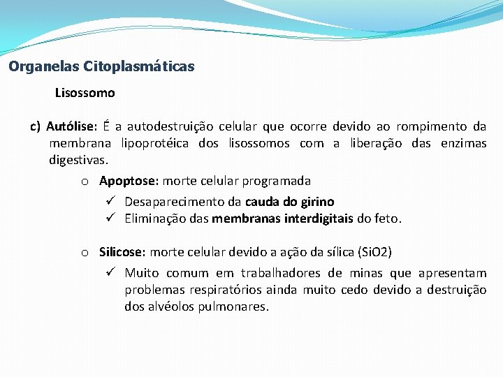 Organelas Citoplasmáticas Lisossomo c) Autólise: É a autodestruição celular que ocorre devido ao rompimento