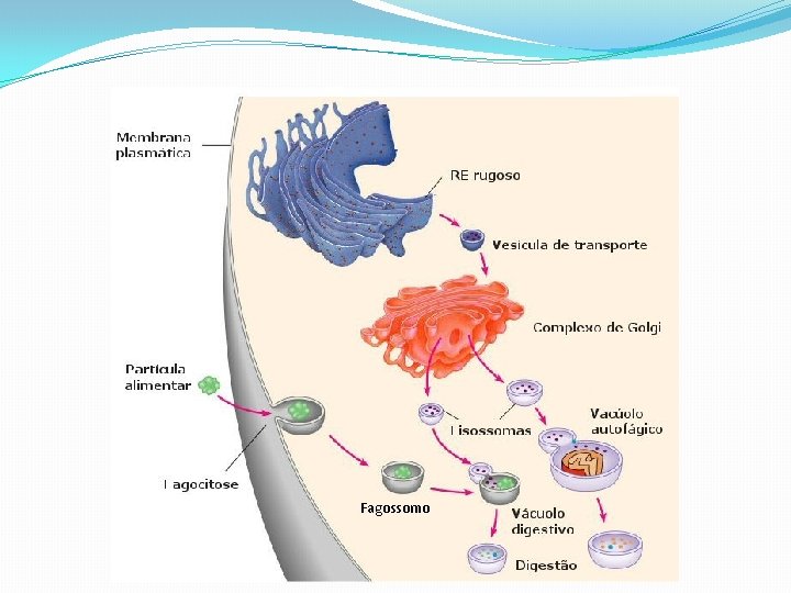 Fagossomo 