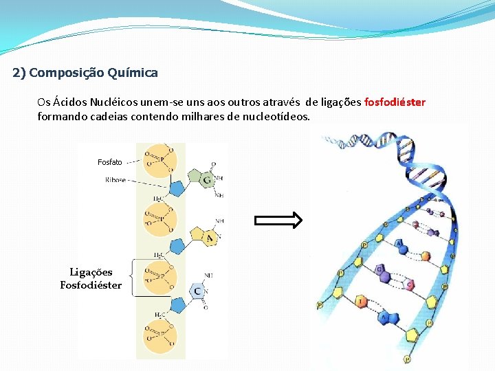 2) Composição Química Os Ácidos Nucléicos unem-se uns aos outros através de ligações fosfodiéster