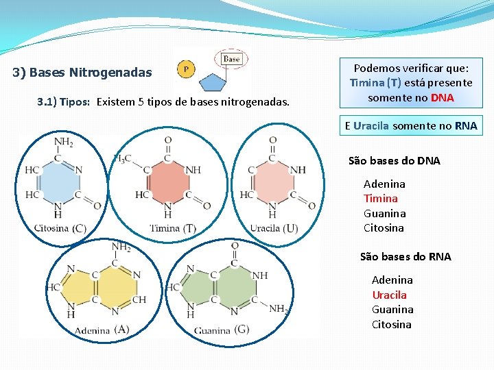 3) Bases Nitrogenadas 3. 1) Tipos: Existem 5 tipos de bases nitrogenadas. Podemos verificar