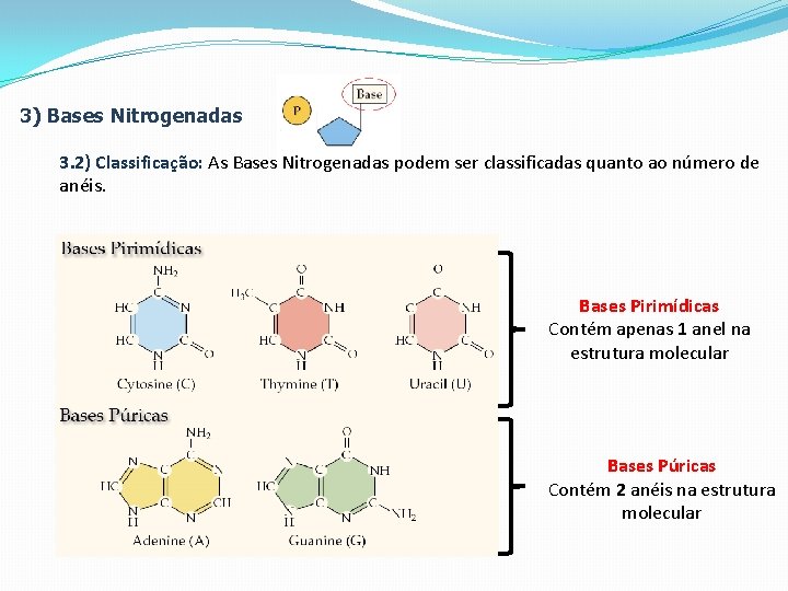 3) Bases Nitrogenadas 3. 2) Classificação: As Bases Nitrogenadas podem ser classificadas quanto ao