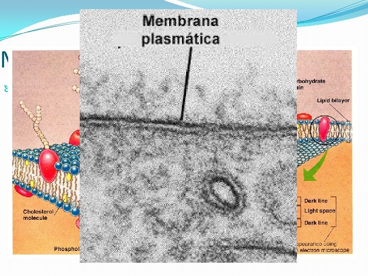 Membrana Celular Todas as células – Modelo do Mosaico Fluido. 