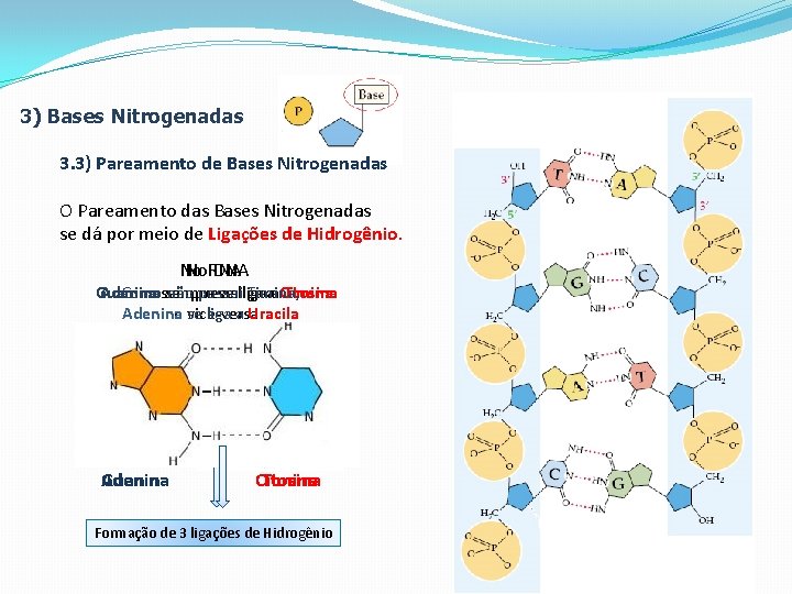 3) Bases Nitrogenadas 3. 3) Pareamento de Bases Nitrogenadas O Pareamento das Bases Nitrogenadas