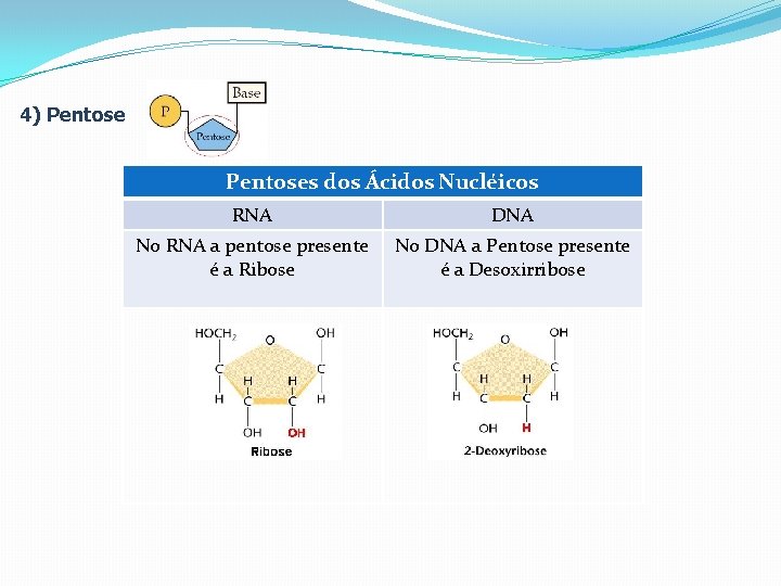 4) Pentoses dos Ácidos Nucléicos RNA DNA No RNA a pentose presente é a