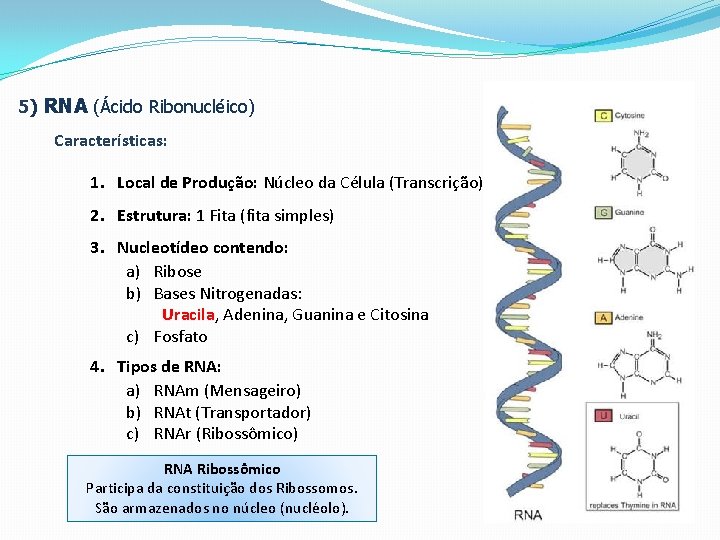 5) RNA (Ácido Ribonucléico) Características: 1. Local de Produção: Núcleo da Célula (Transcrição) 2.