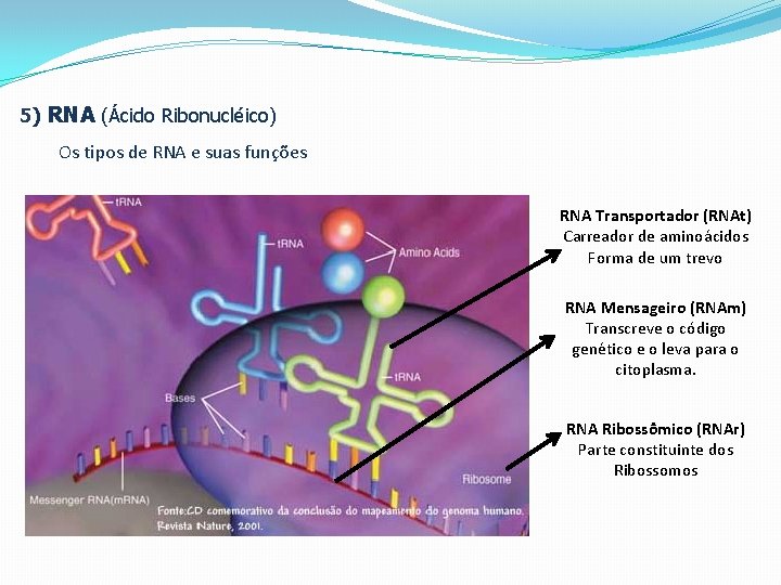 5) RNA (Ácido Ribonucléico) Os tipos de RNA e suas funções RNA Transportador (RNAt)