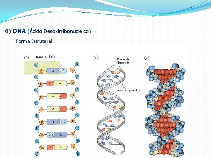 6) DNA (Ácido Desoxirribonucléico) Forma Estrutural 