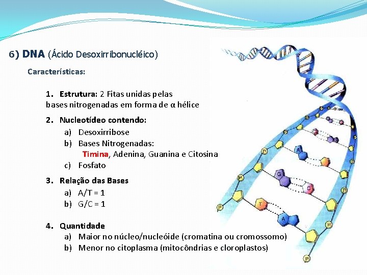 6) DNA (Ácido Desoxirribonucléico) Características: 1. Estrutura: 2 Fitas unidas pelas bases nitrogenadas em