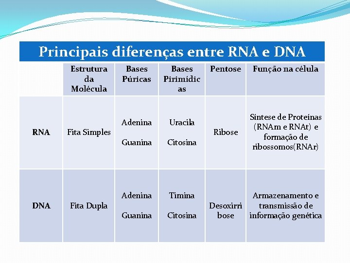 Principais diferenças entre RNA e DNA Estrutura da Molécula RNA DNA Fita Simples Fita