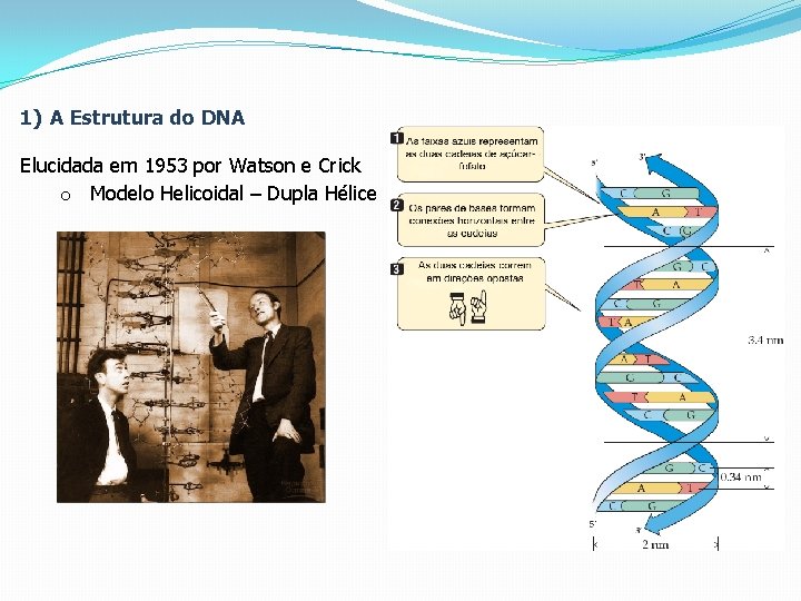 1) A Estrutura do DNA Elucidada em 1953 por Watson e Crick o Modelo