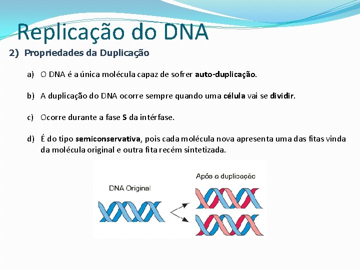 Replicação do DNA 2) Propriedades da Duplicação a) O DNA é a única molécula