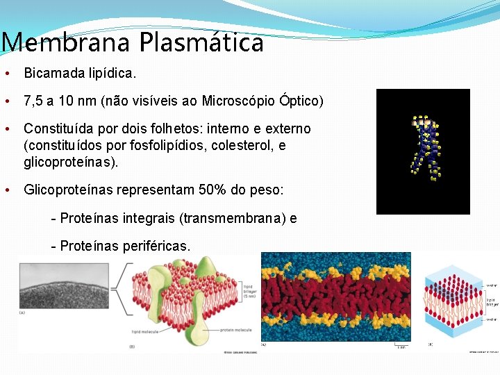 Membrana Plasmática • Bicamada lipídica. • 7, 5 a 10 nm (não visíveis ao