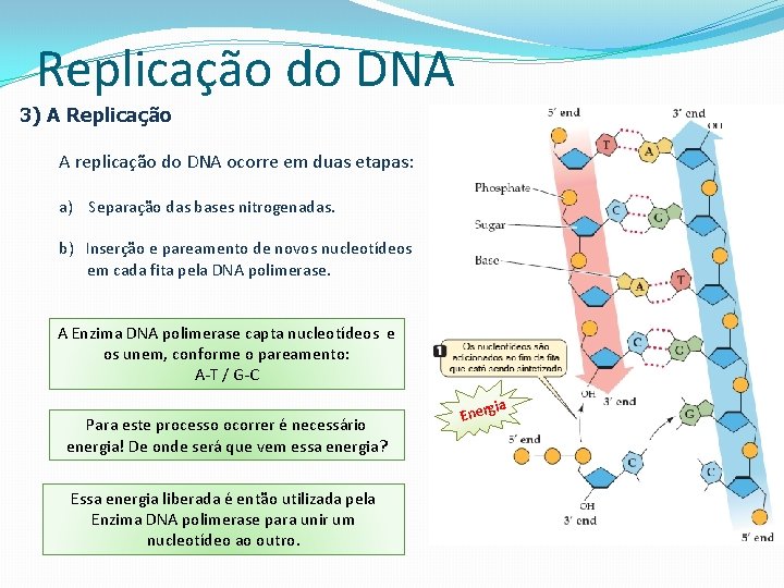 Replicação do DNA 3) A Replicação A replicação do DNA ocorre em duas etapas: