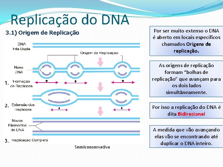 Replicação do DNA 3. 1) Origem de Replicação Por ser muito extenso o DNA