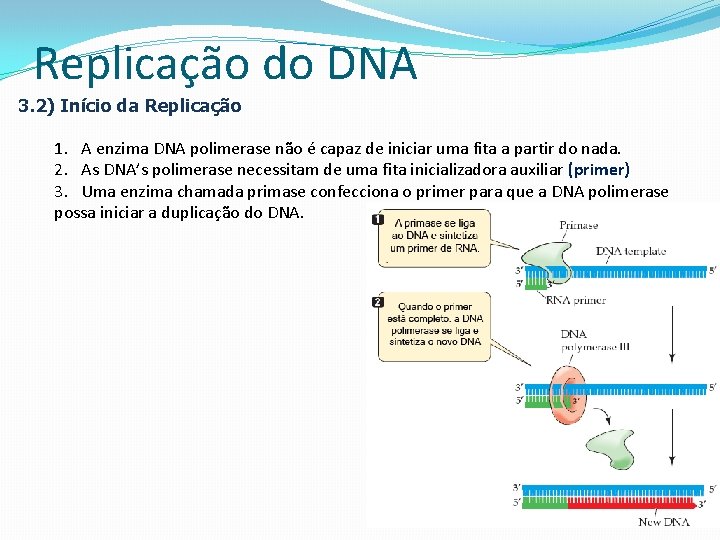 Replicação do DNA 3. 2) Início da Replicação 1. A enzima DNA polimerase não