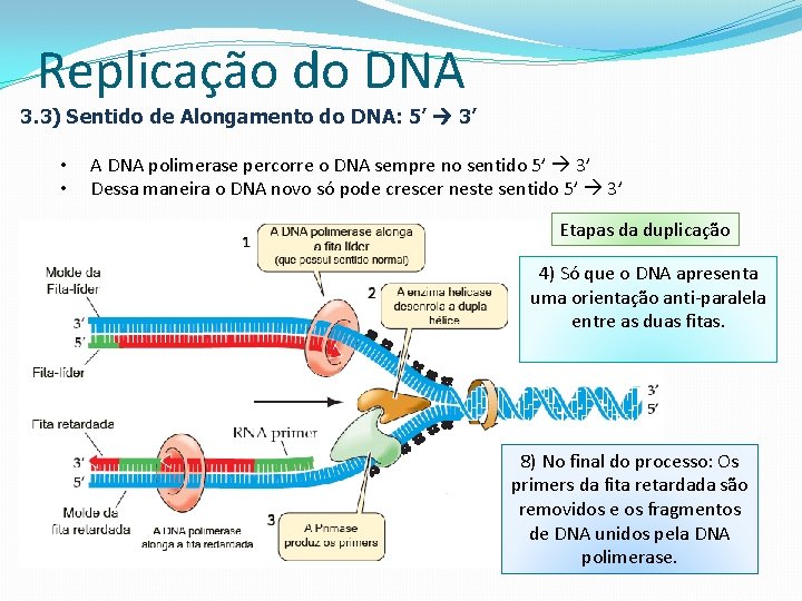 Replicação do DNA 3. 3) Sentido de Alongamento do DNA: 5’ 3’ • •