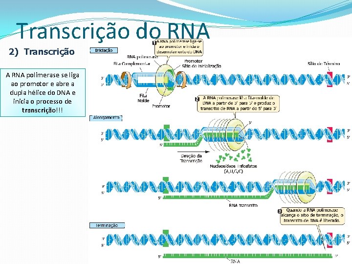 Transcrição do RNA 2) Transcrição AComo O RNA promotor apresenta liga Sempre A RNA