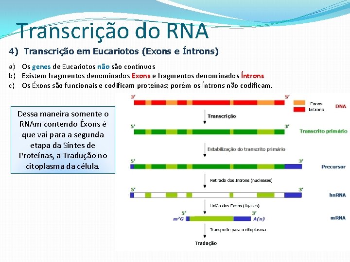 Transcrição do RNA 4) Transcrição em Eucariotos (Exons e Íntrons) a) Os genes de